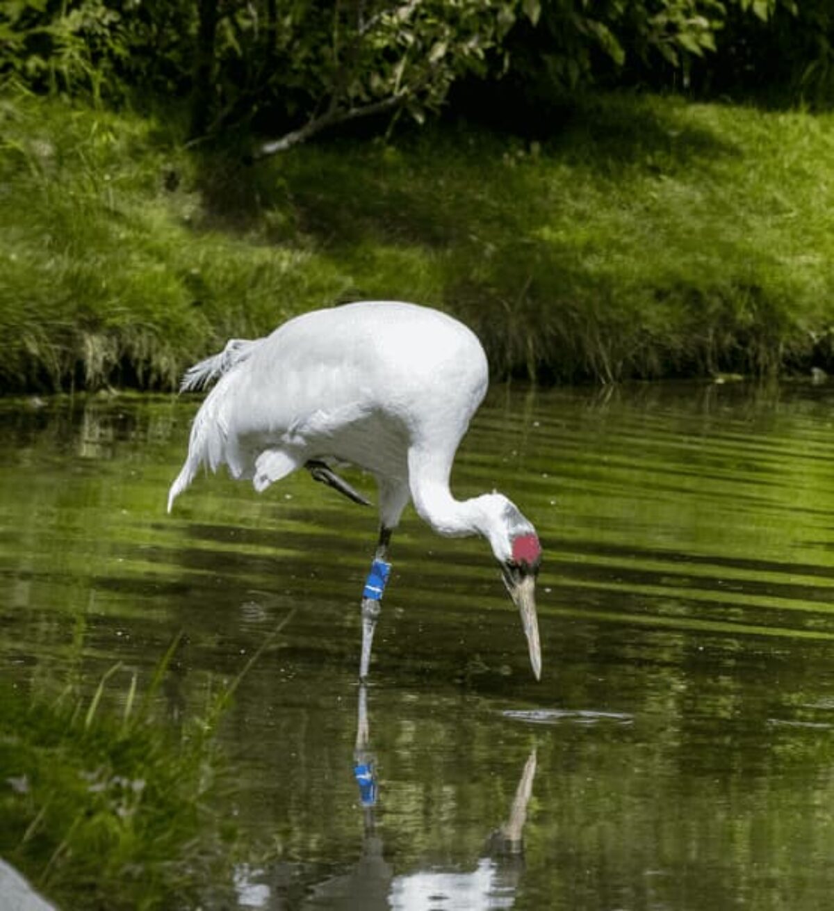 Whooping Cranes