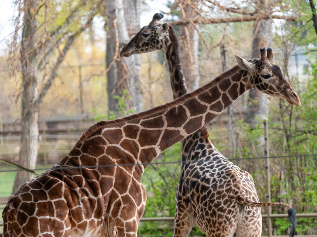 Giraffes