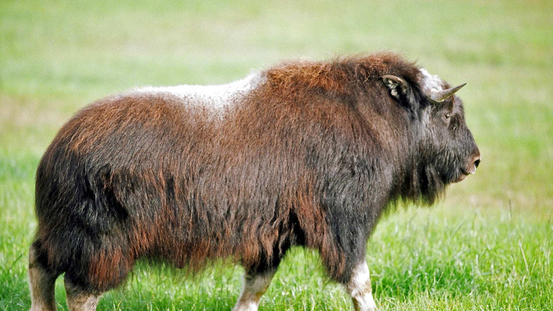 Musk Ox