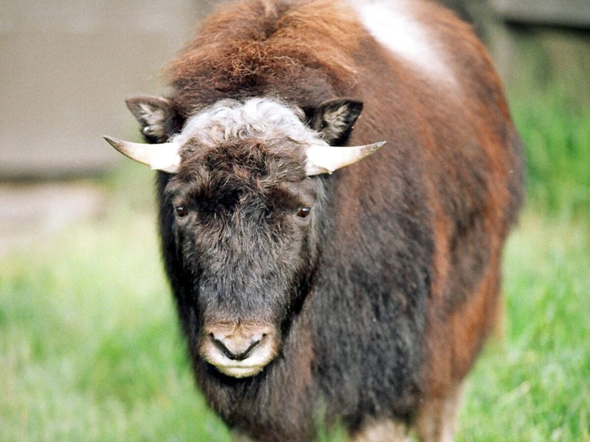 musk ox