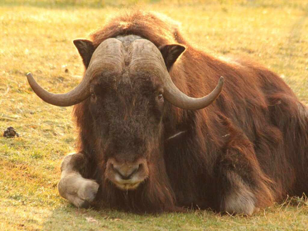 Musk Ox