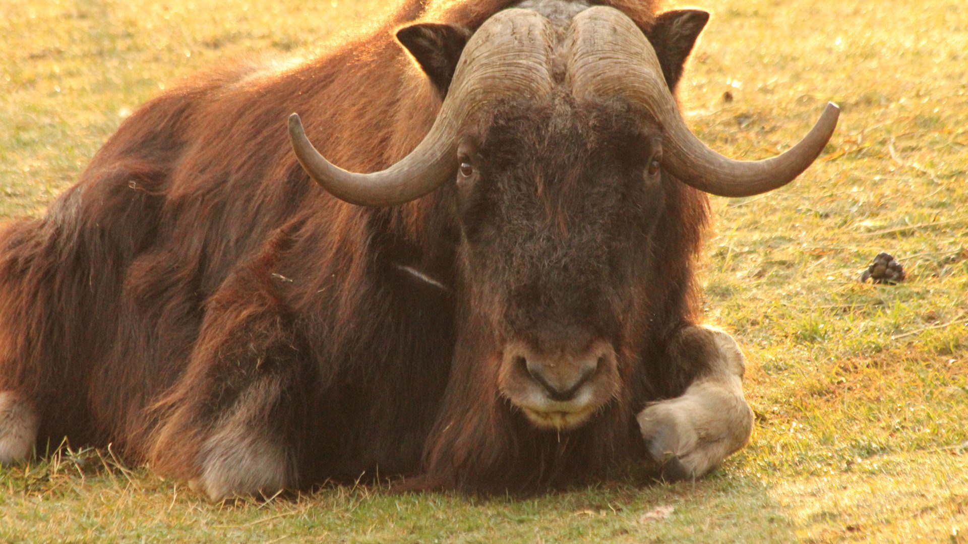 musk ox