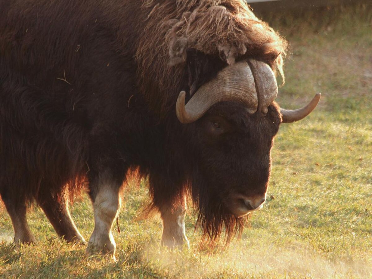 Musk Ox