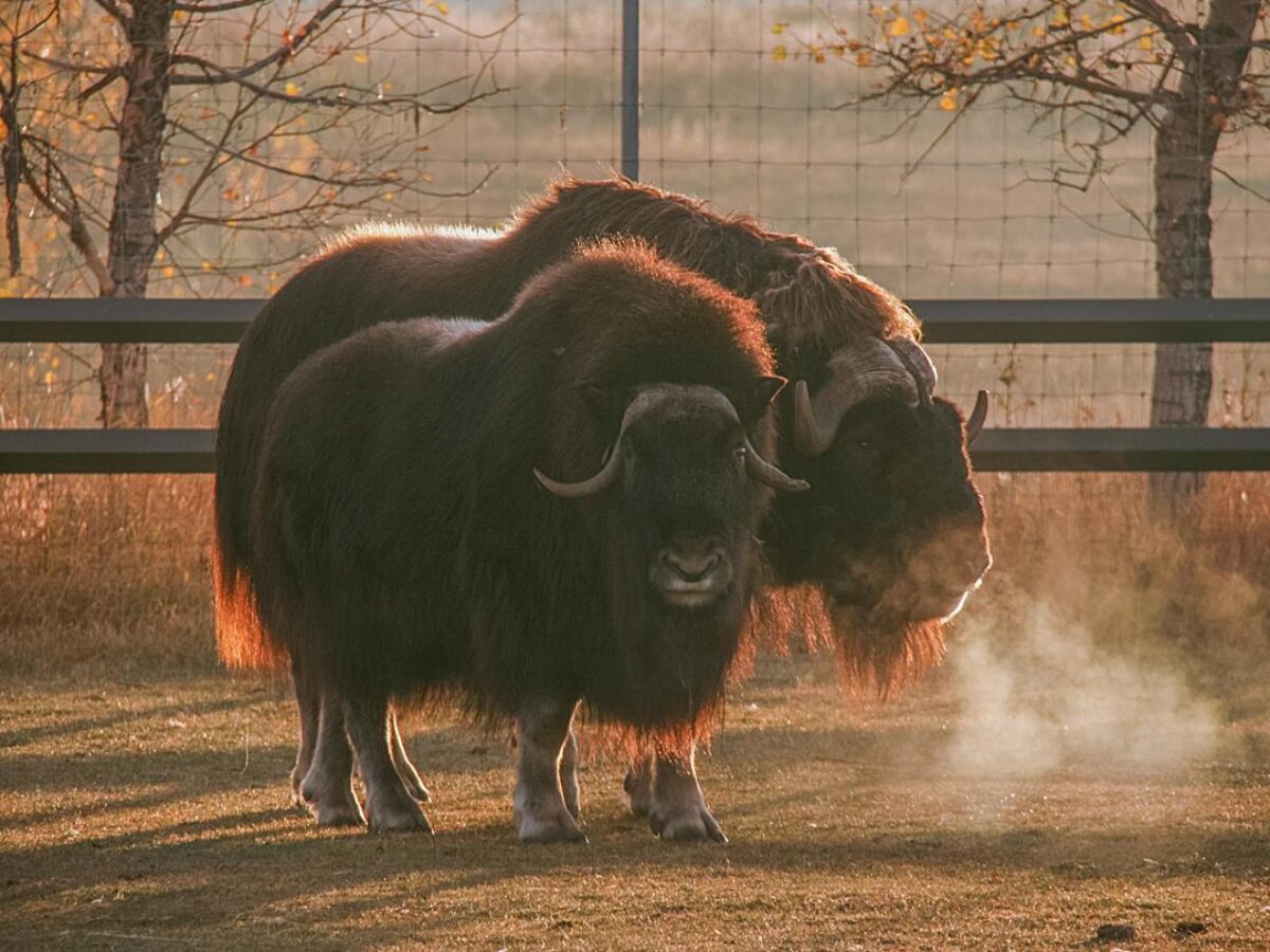 Musk Ox