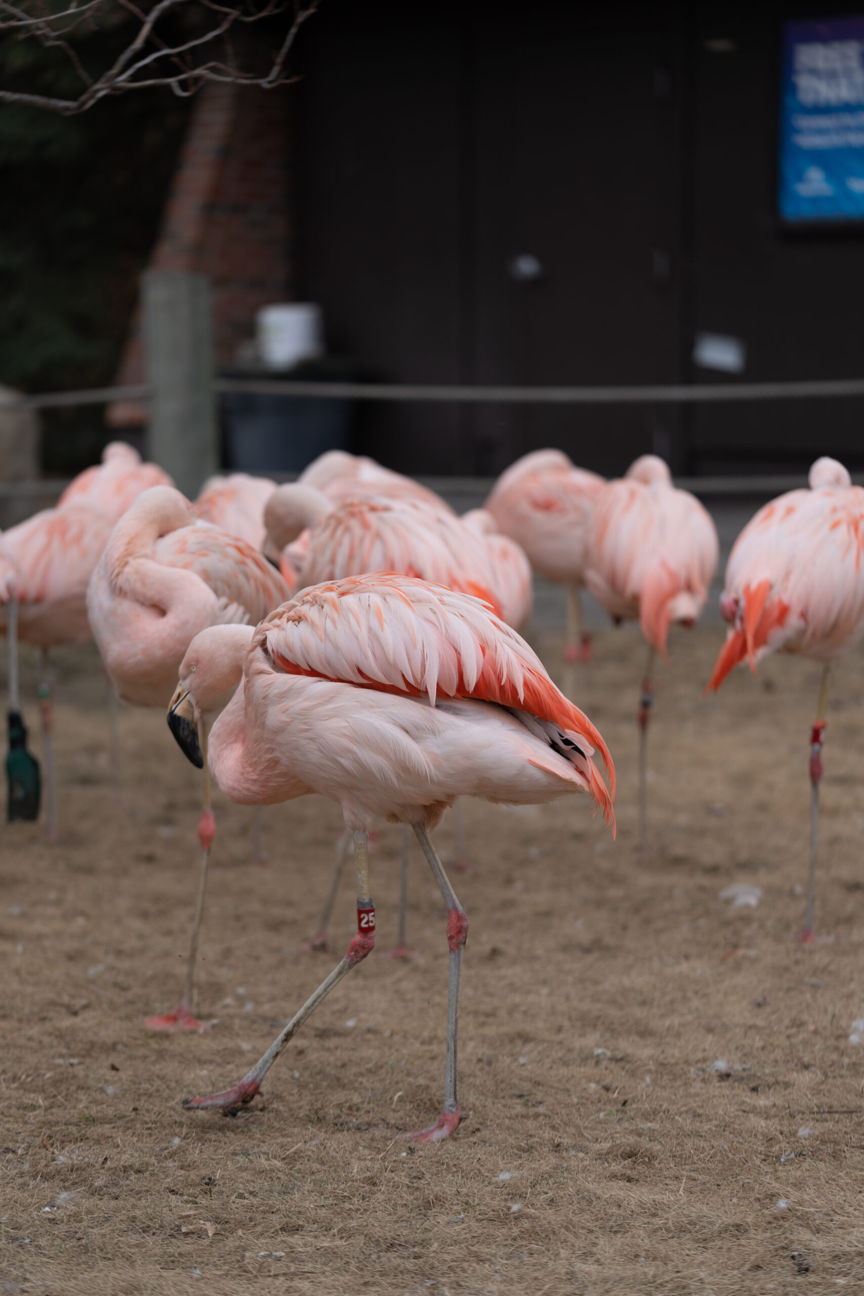 Chilean flamingo, Ica, deceased