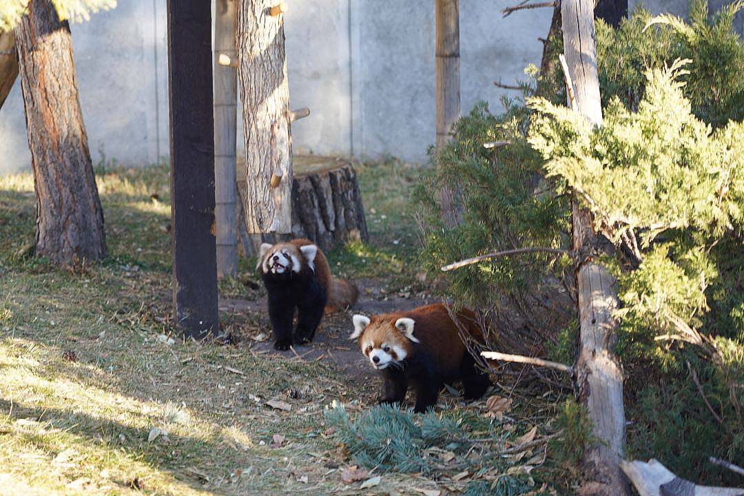 Red pandas, Aahana and Anshu