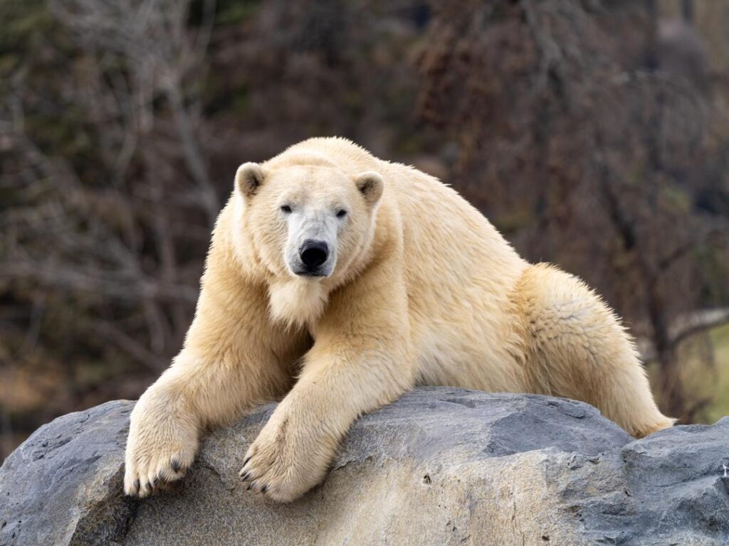 Polar bear, Baffin