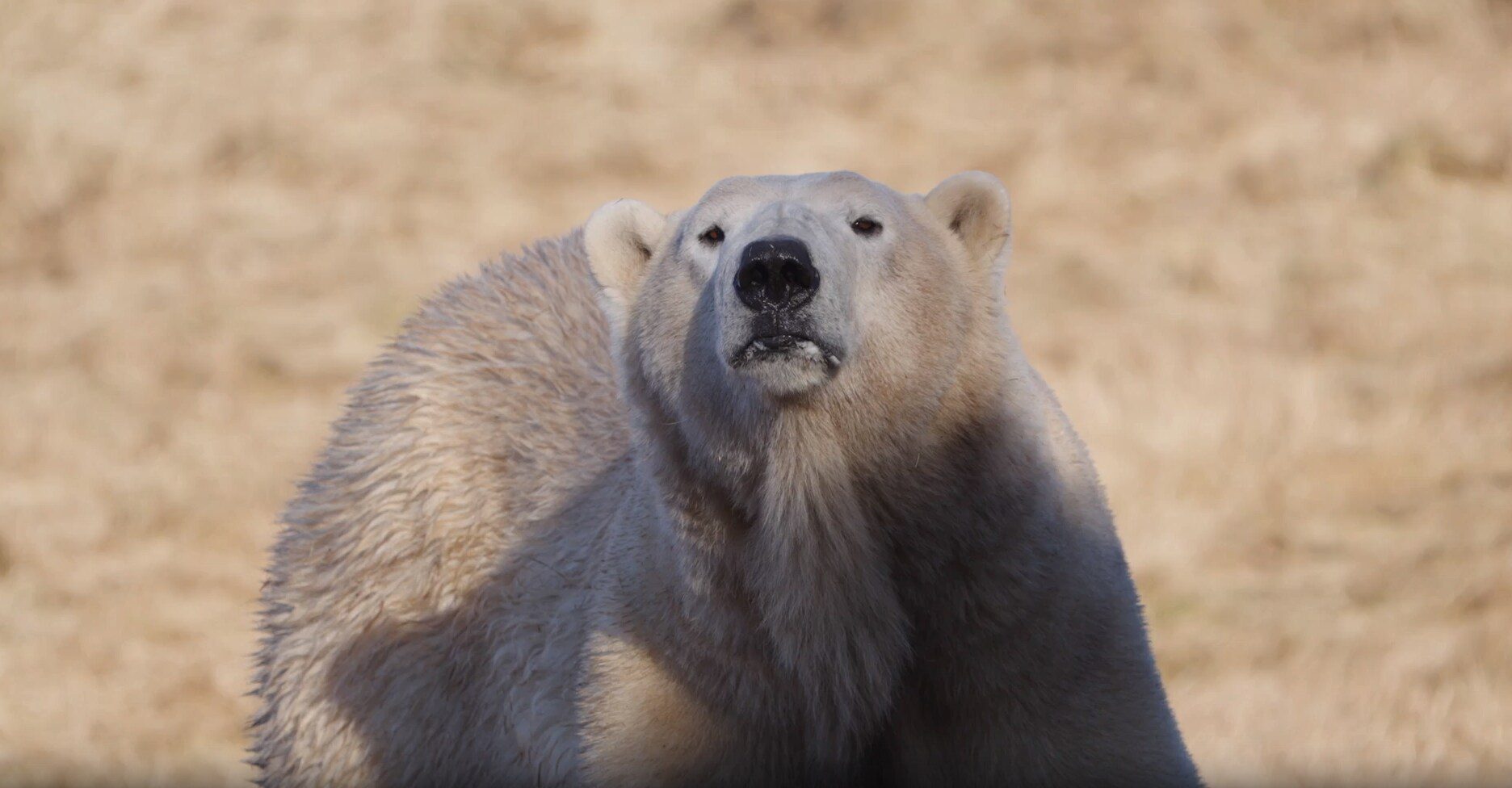 Green polar bears puzzle zoo visitors