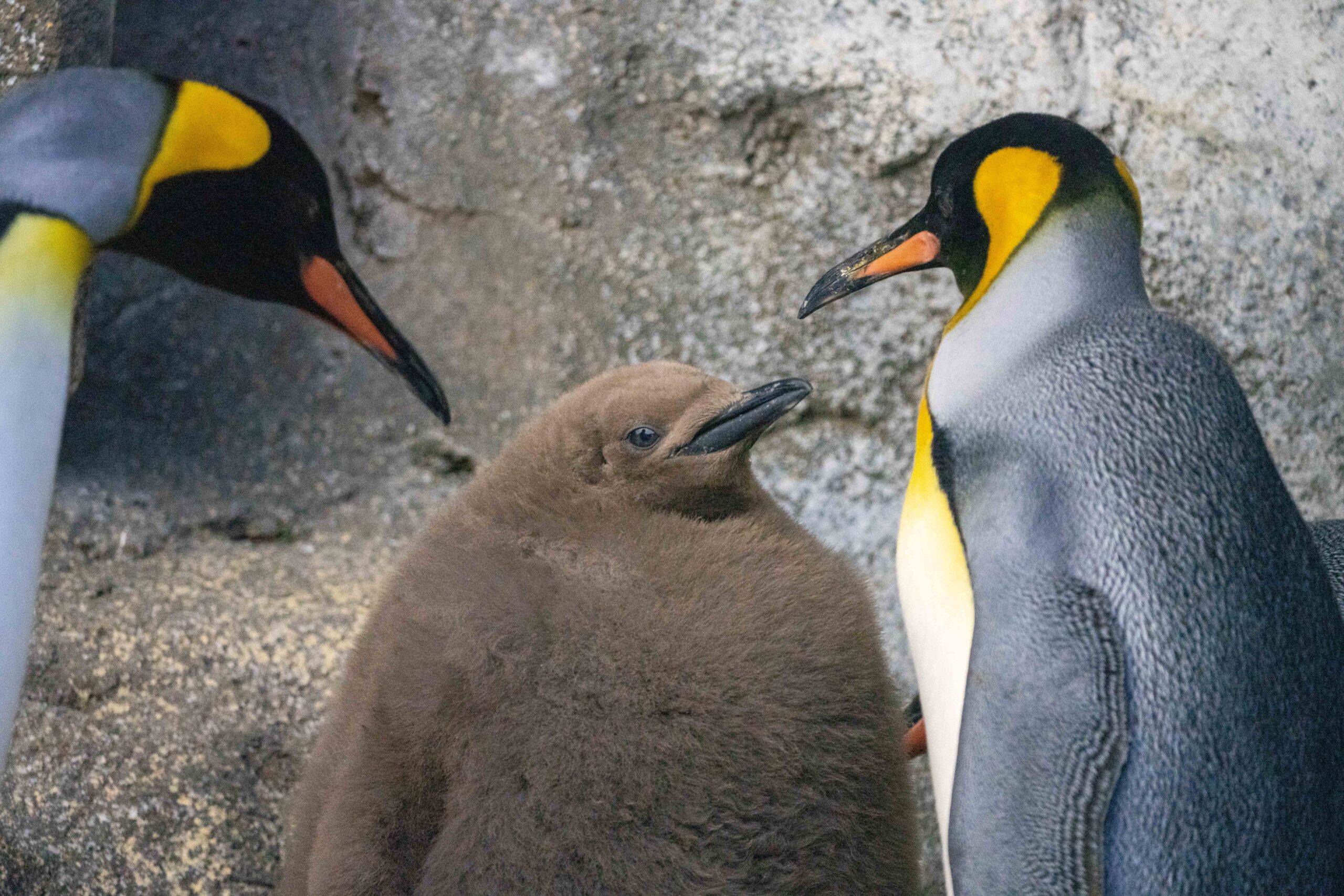 King penguin, Augustus