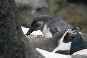 Humboldt penguin, Antonio