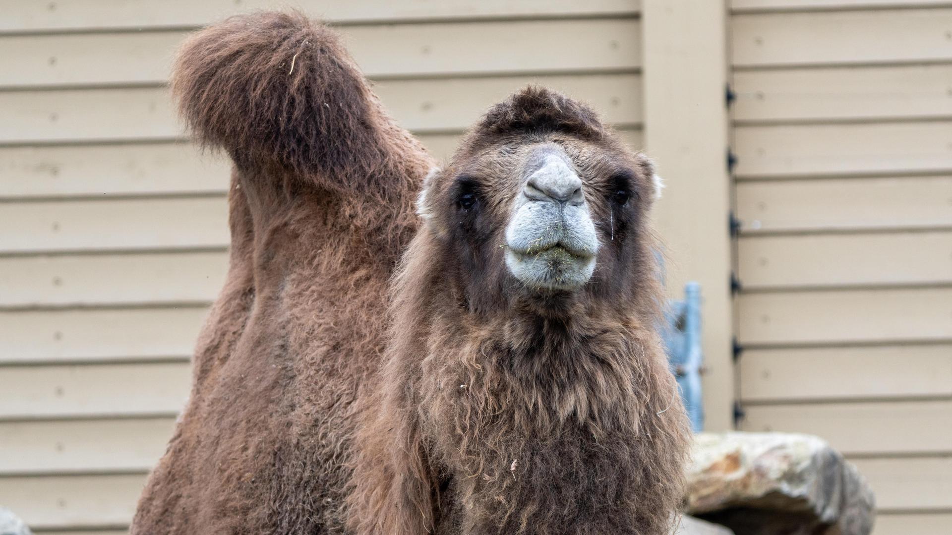 Bactrian camel