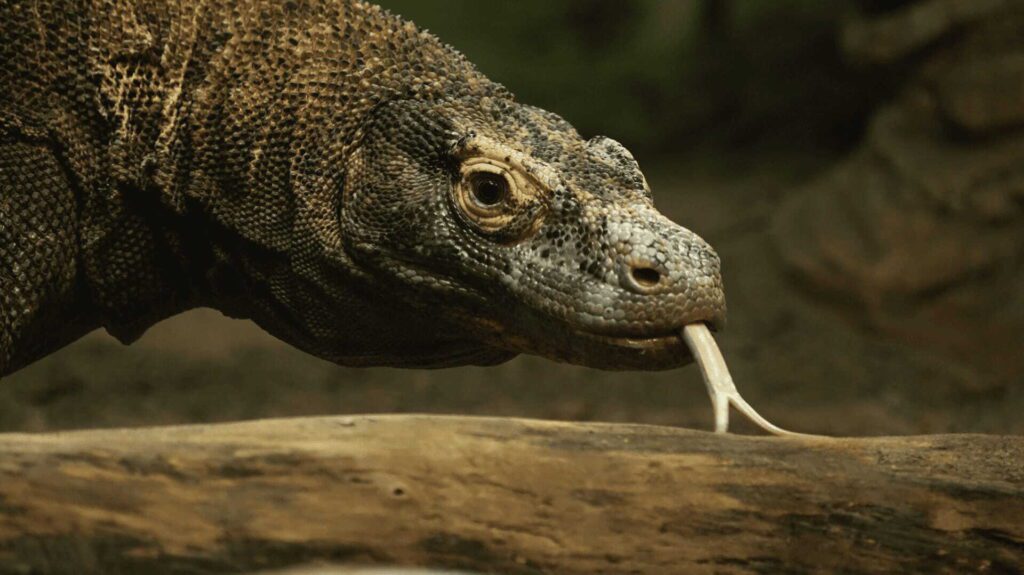 Komodo Dragons