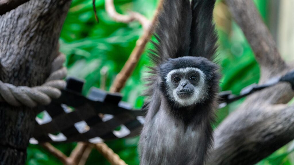 White-Handed Gibbons