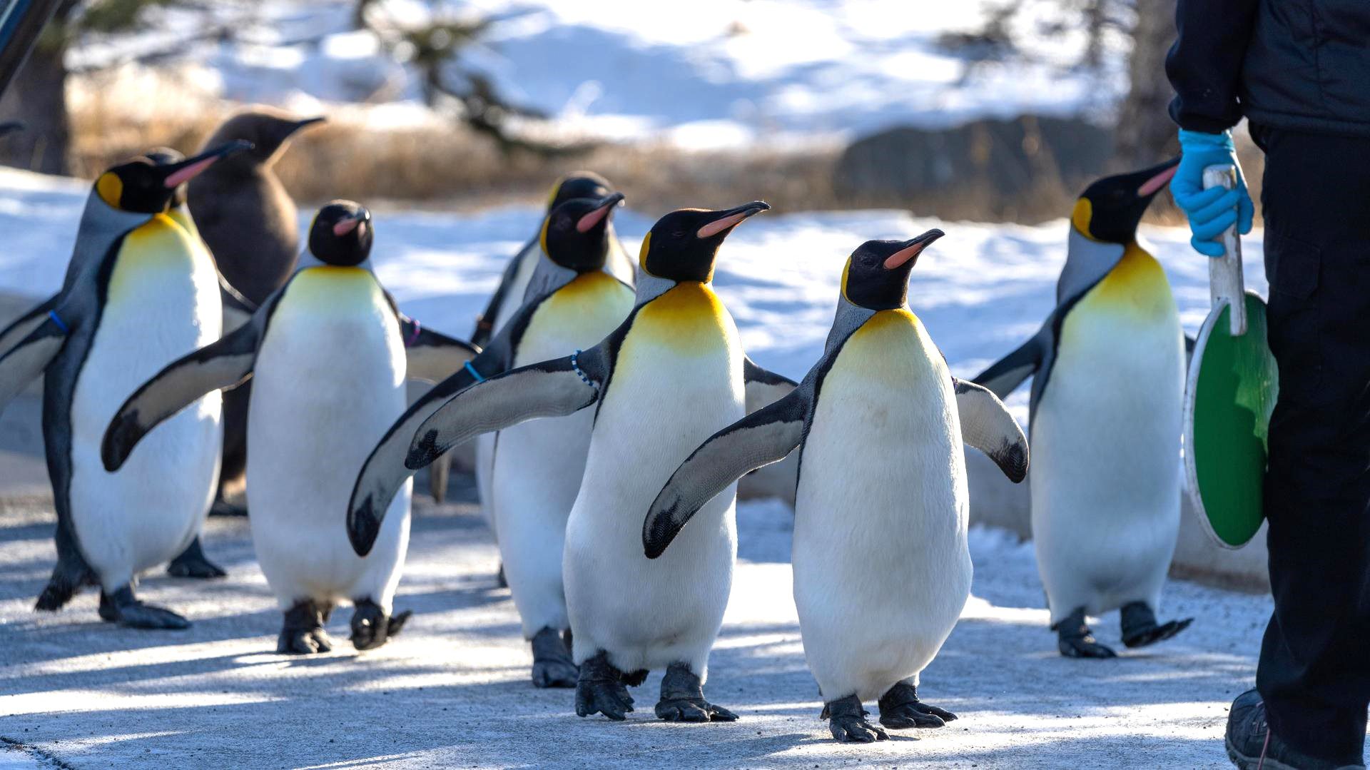 The Penguin Walk - Wilder Institute/Calgary Zoo