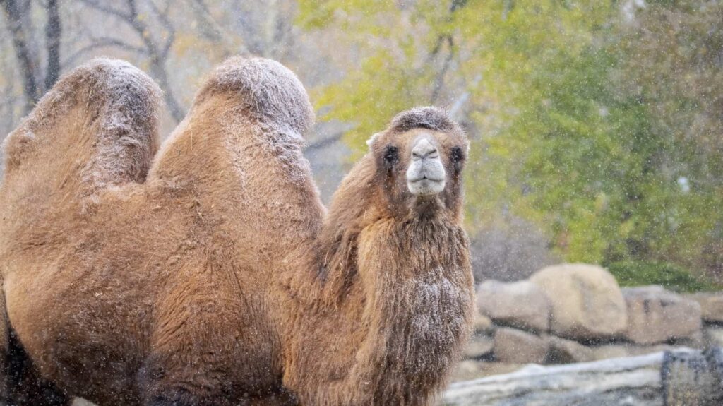 Bactrian Camels