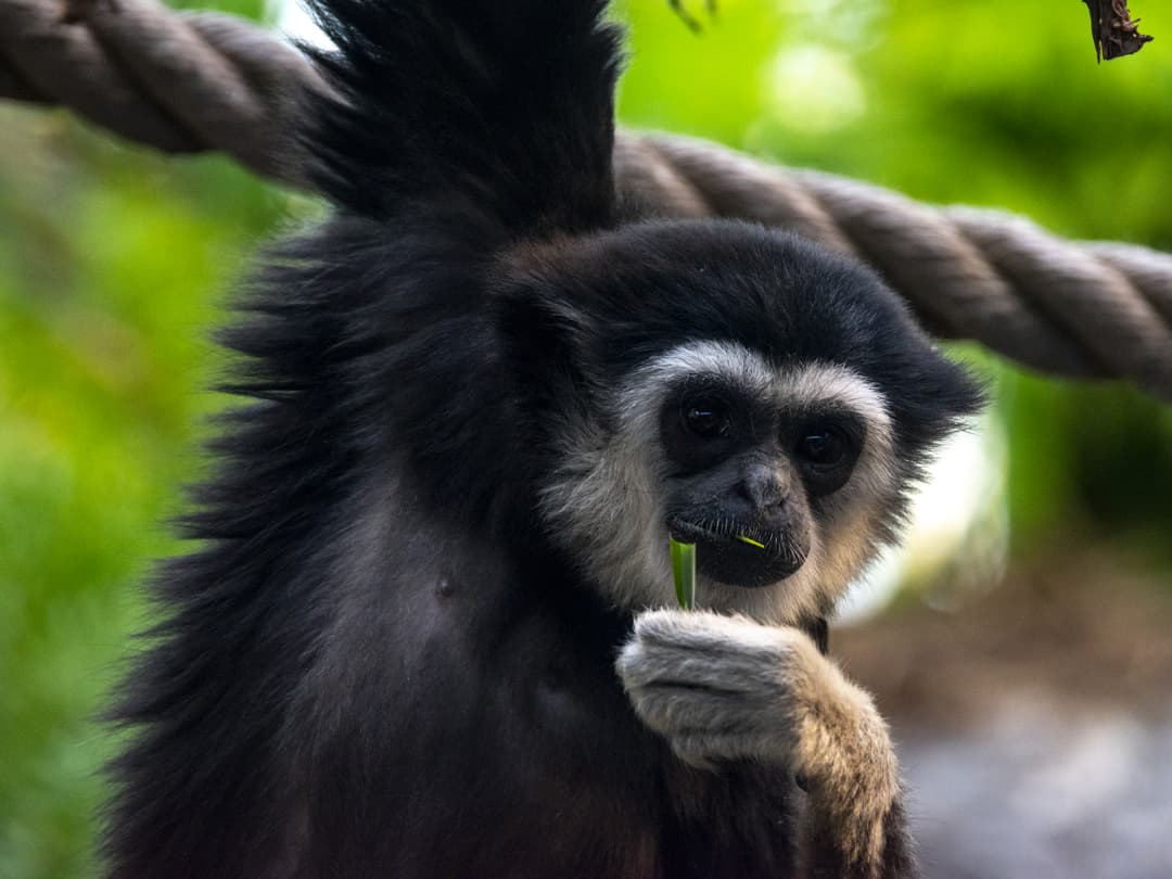 White-Handed Gibbons