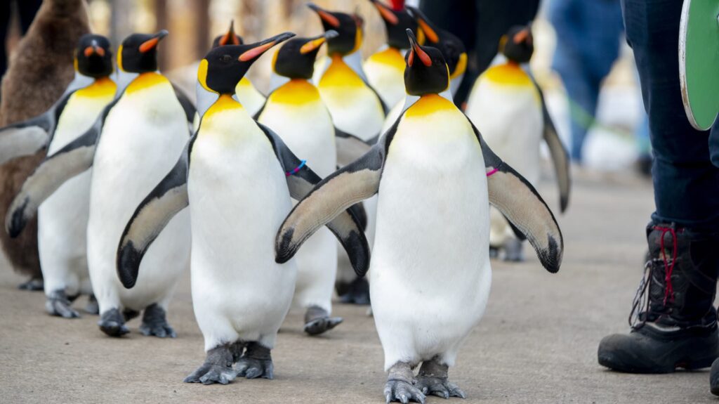 Penguin Walk