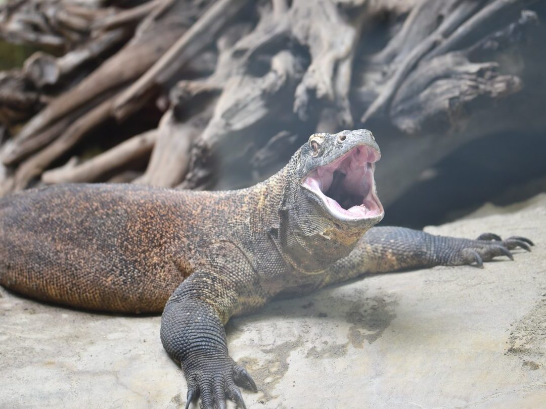 Komodo Dragons