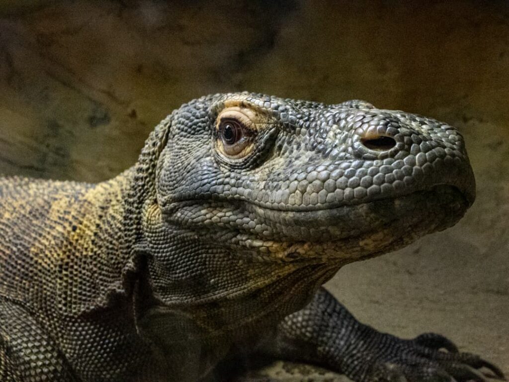 Komodo Dragons