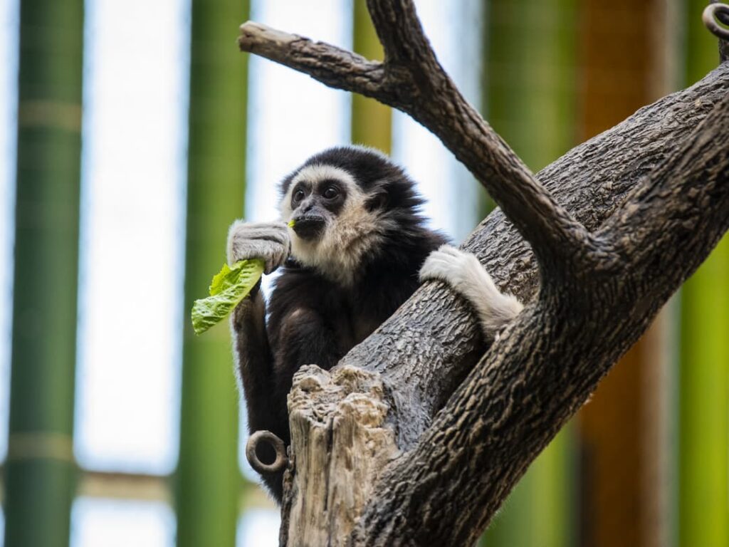 White-Handed Gibbons