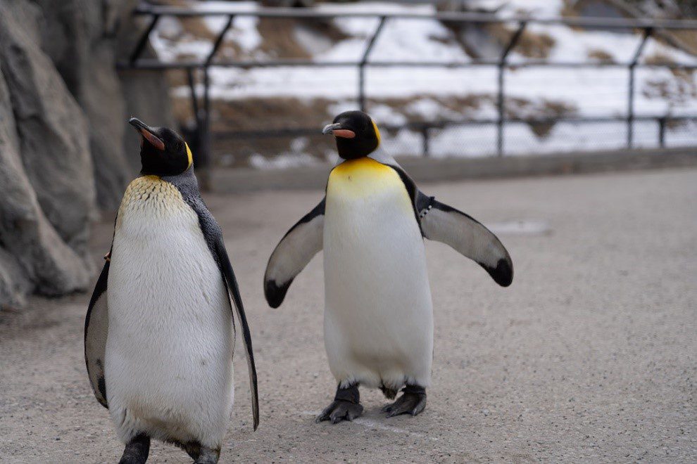 King penguin, Josephine, deceased