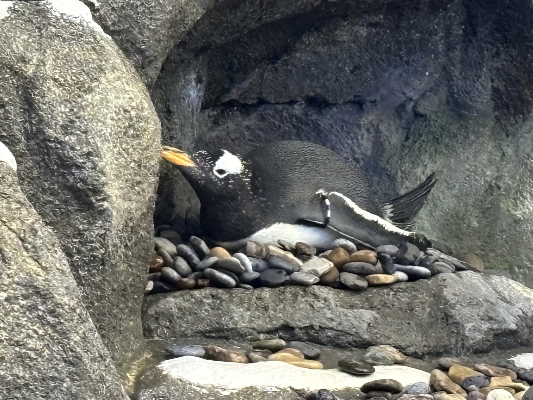 Gentoo penguin, Aurora