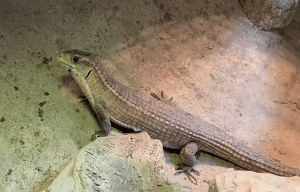 Plated lizzard, 'Addis', deceased