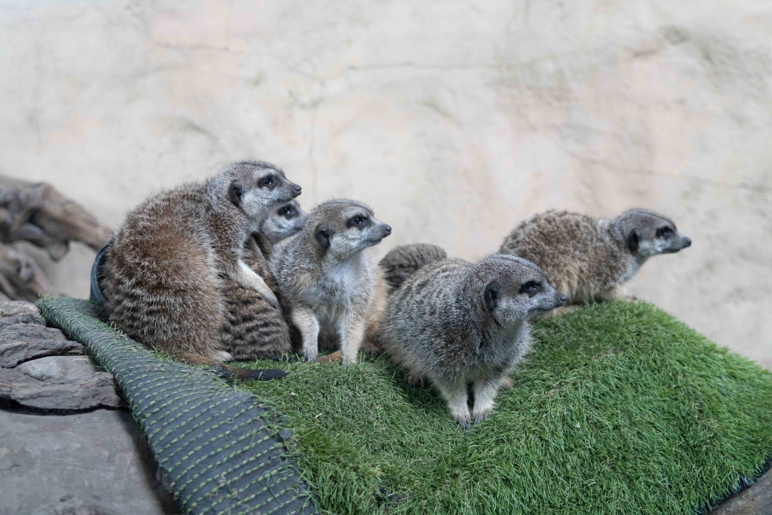 Slender tailed meerkats, unidentified individuals
