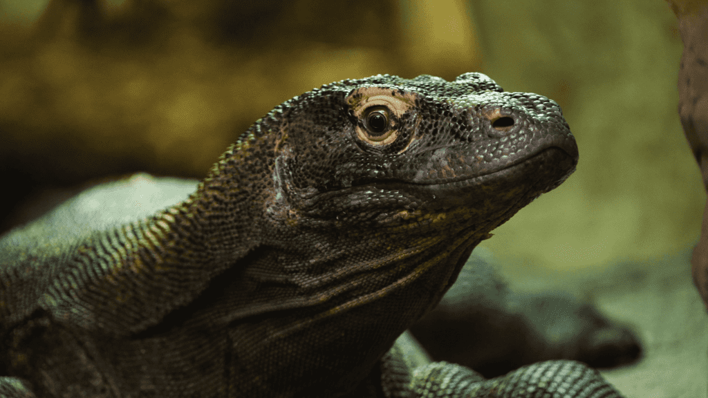 Double Digits for Komodo Dragons - Wilder Institute/Calgary Zoo