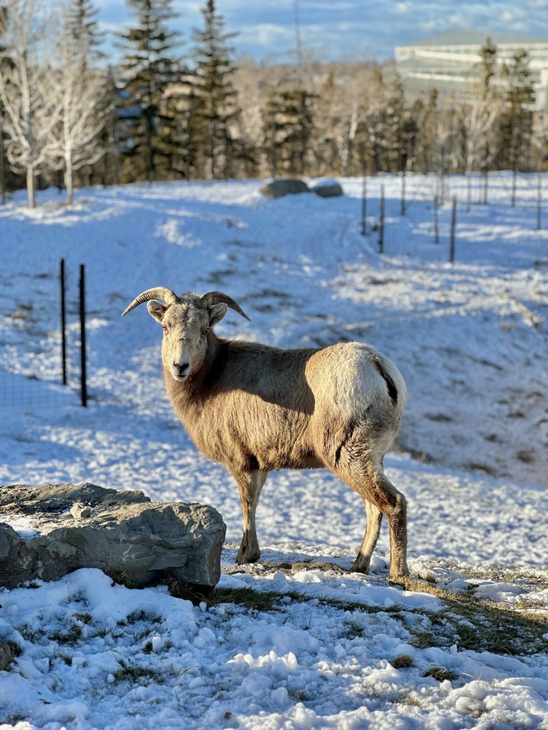 Rocky mountain bighorn sheep, Amelia