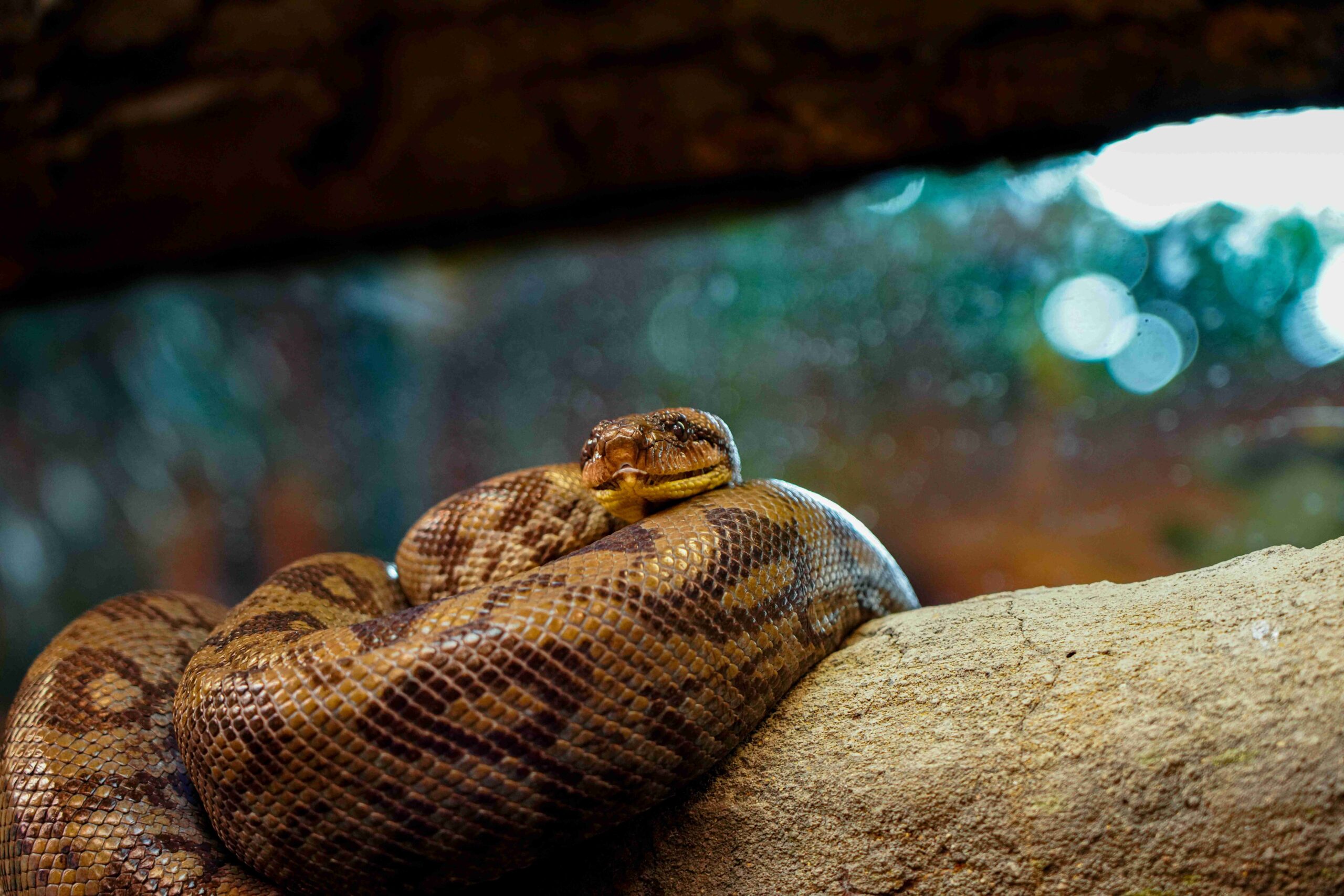 Madagascar tree boa, Kely, deceased
