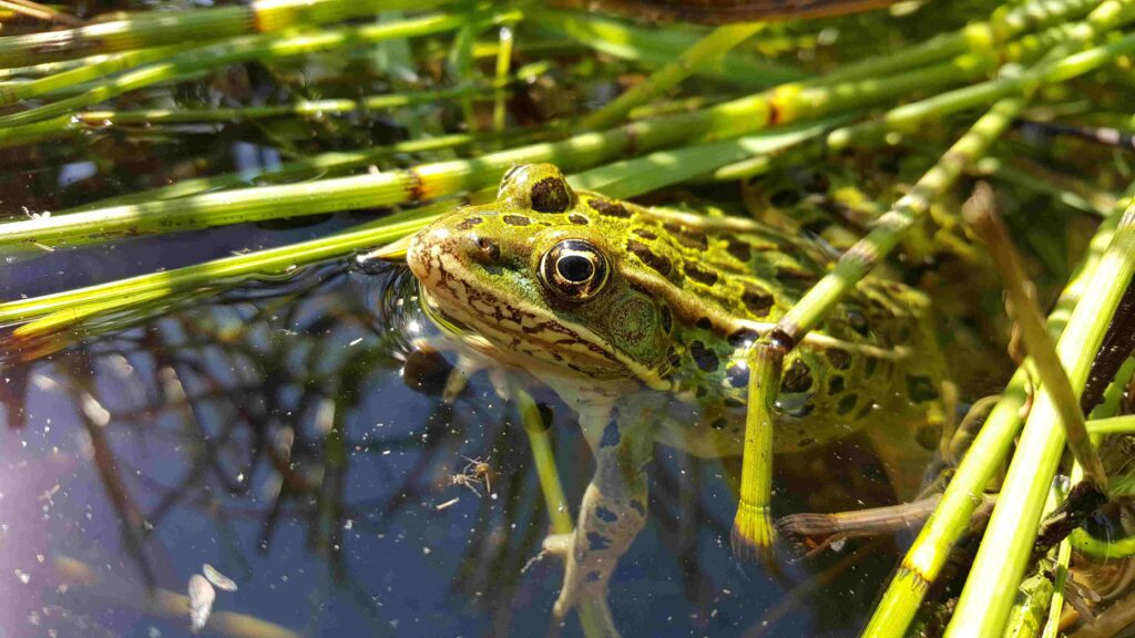 Northern Leopard Frog