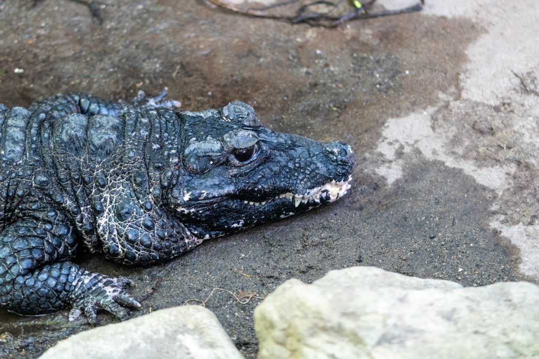 Dwarf crocodile, Papa