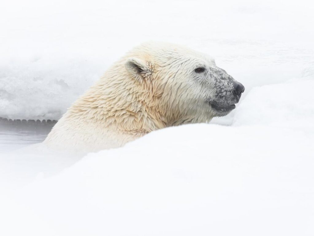 Polar Bear