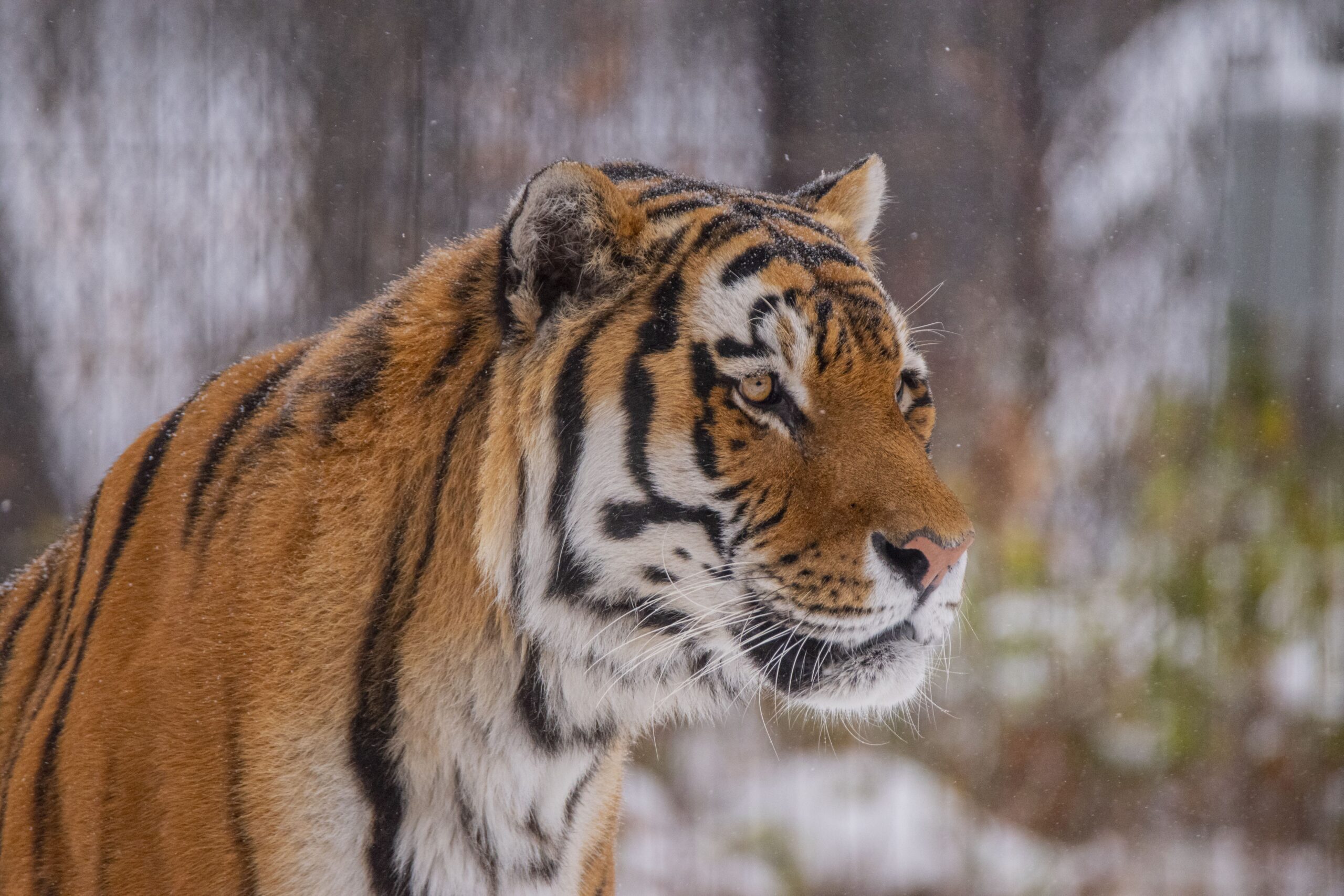 Amur tiger, Samkha, departed for another zoo