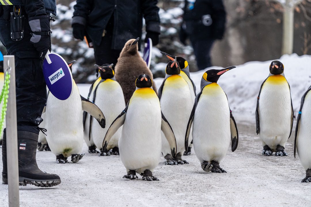 King penguins walking at a zoo
