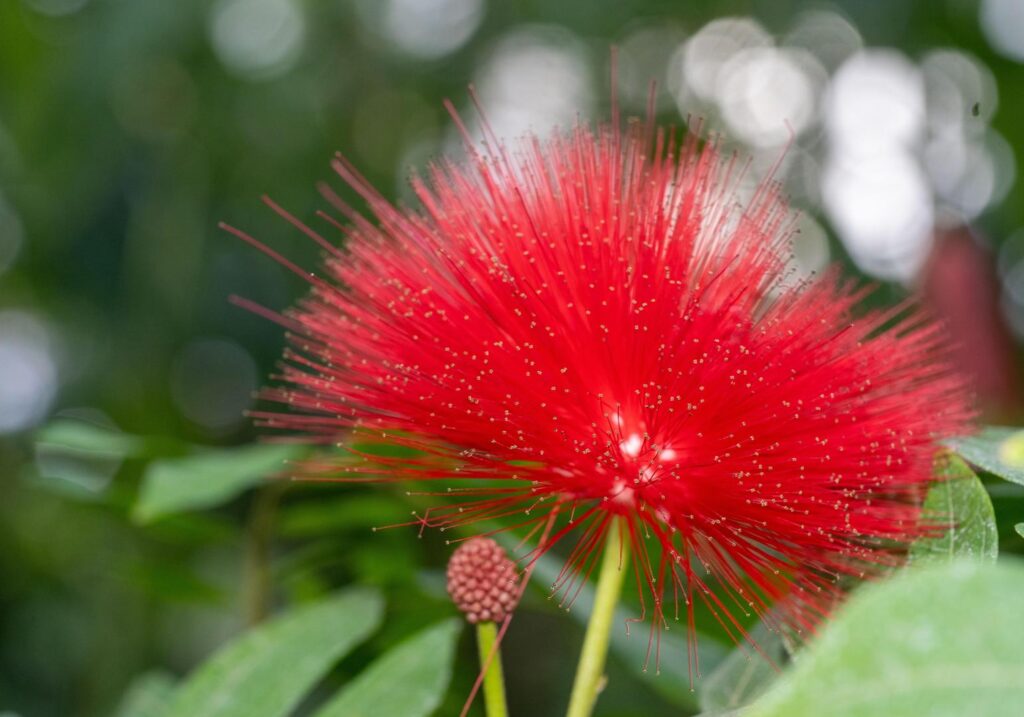 powder puff tree