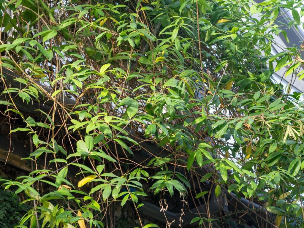 allamanda