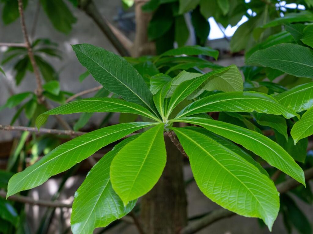 Cannonball tree