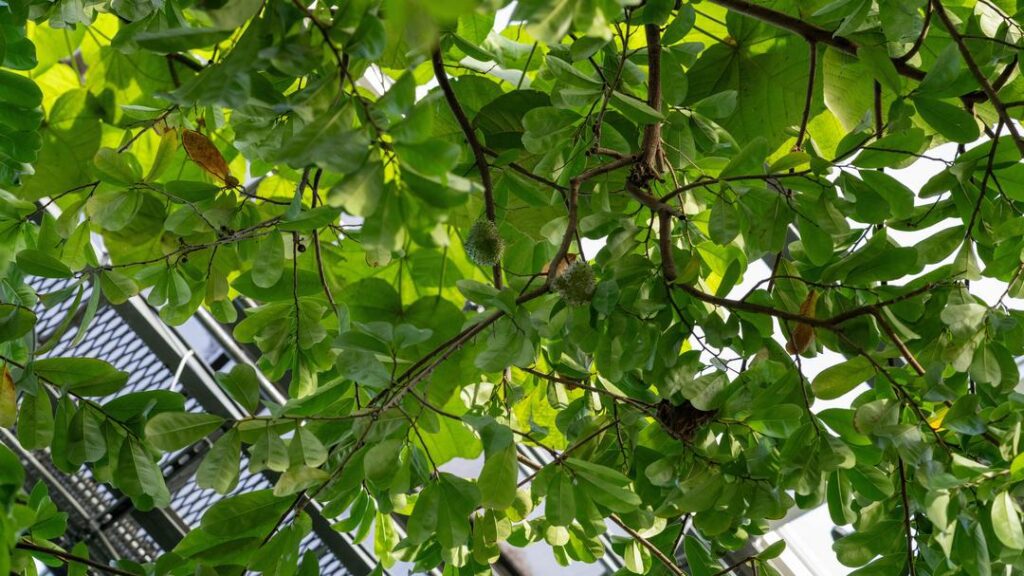 soursop
