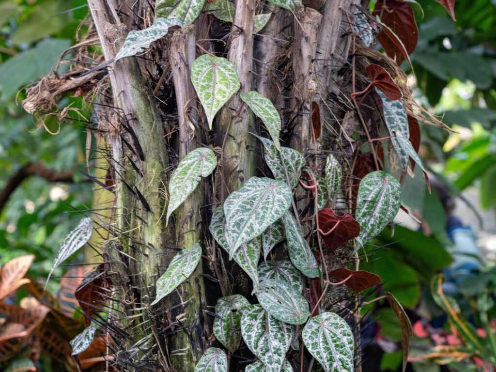 choco palm