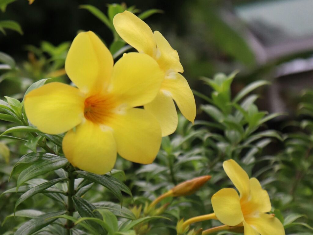 allamanda