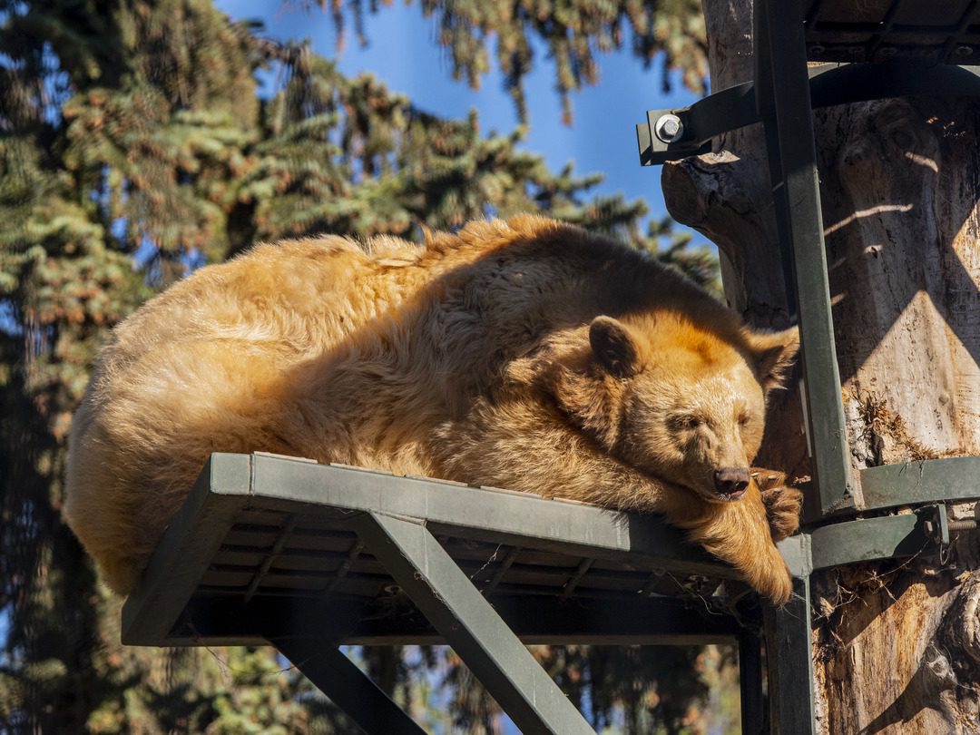 Black bear, Manuka, female