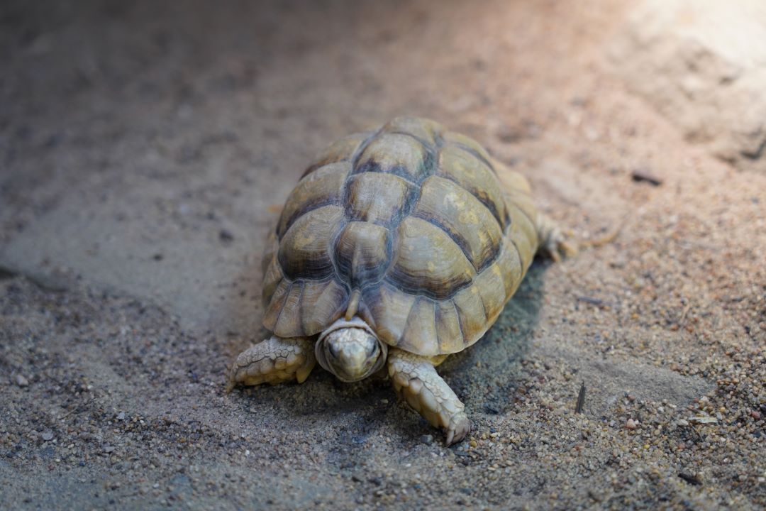 Egyptian tortoise, Minya, female