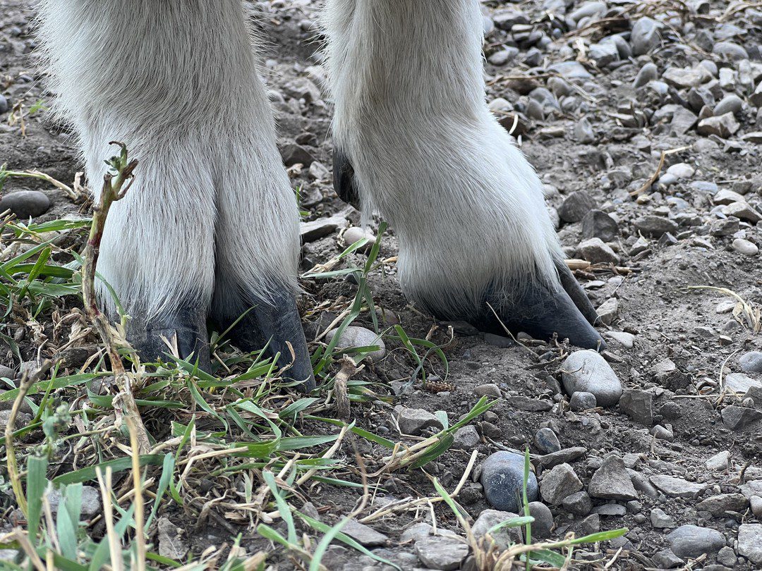 Rocky Mountain goat hooves