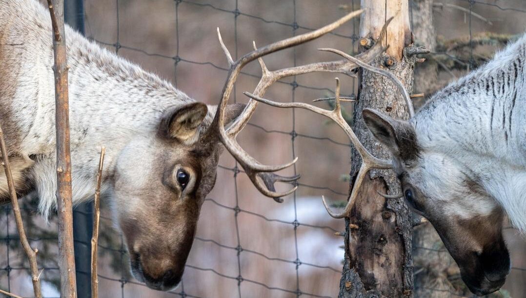 Female woodland caribou