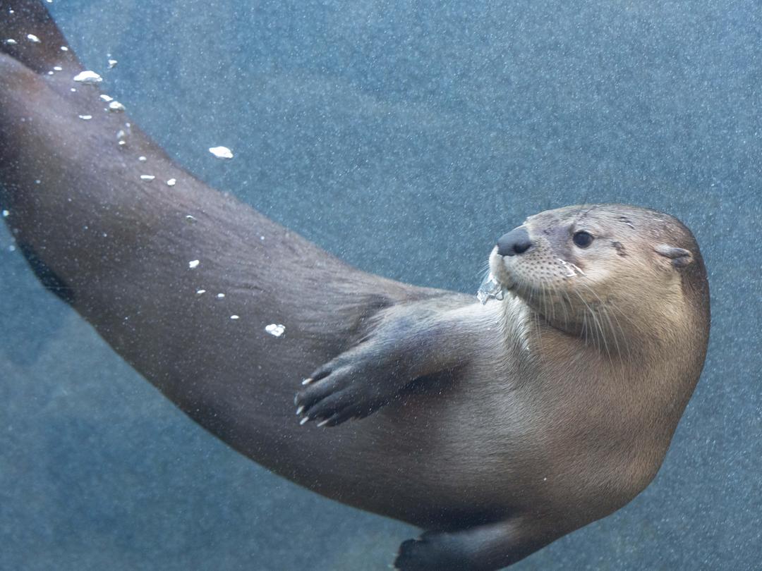 North American river otter. Finnegan