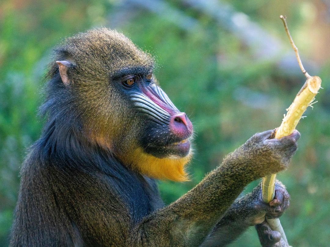 Mandrill