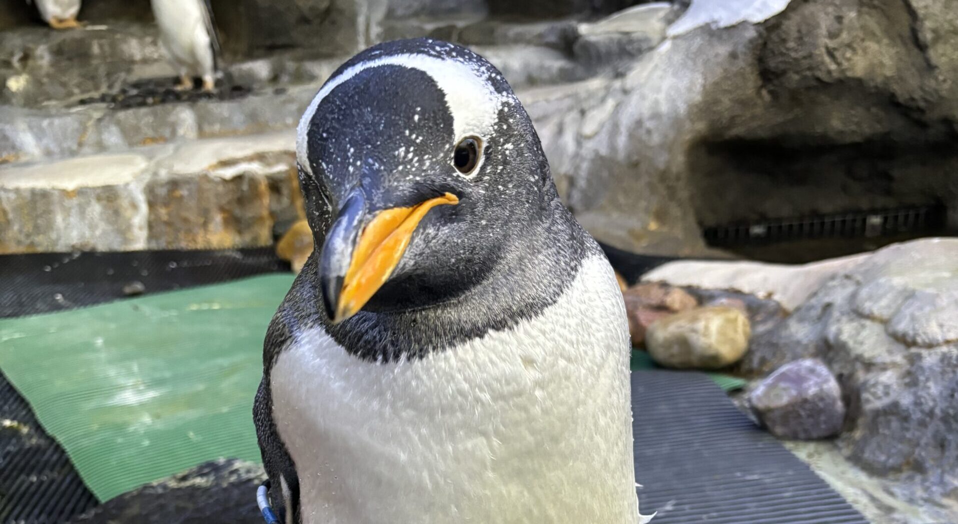 Gentoo penguin, Amery, male, deceased
