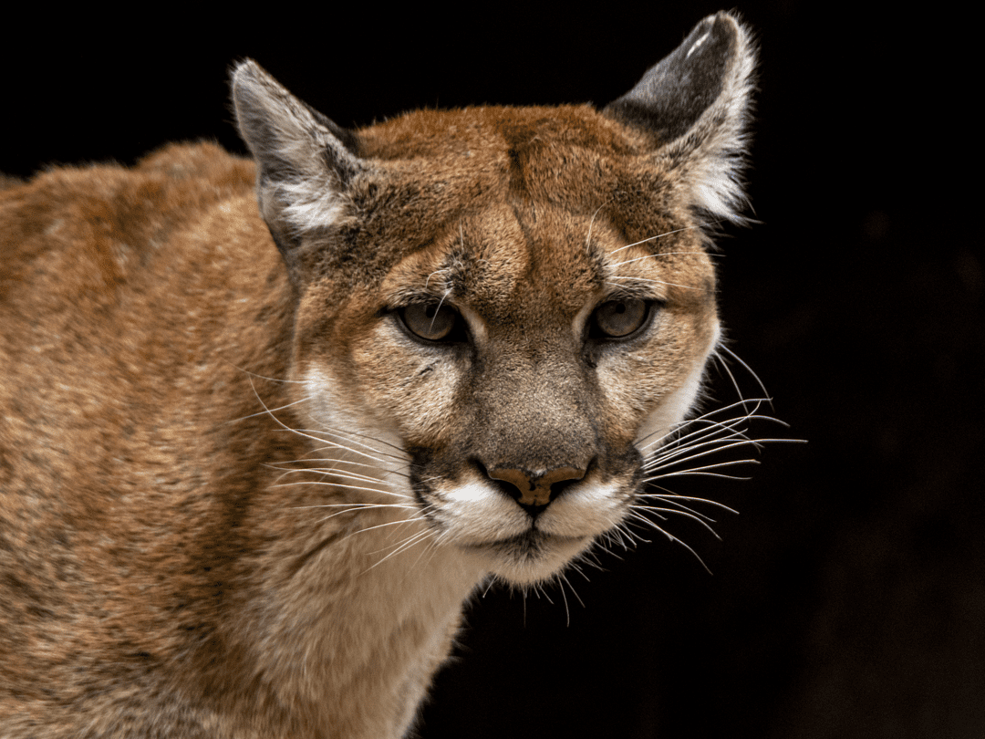 Freya, cougar, deceased